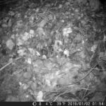 hunter camera